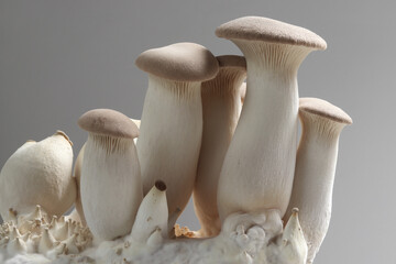 pleurotus eryngii or oyster mushroom, inner cuture on compost - obrazy, fototapety, plakaty