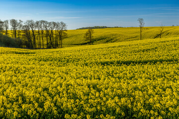05-05-2022 Hundslund Denmark - Rapeseed in Danish spring.