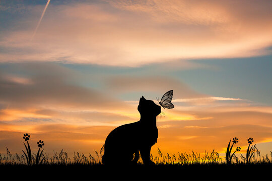 illustration of cat silhouette at sunset
