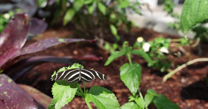 The zebra longwing, Heliconius charithonia (Linnaeus), resting on lush green leaf in tropical setting with other butterflies nearby. It is the state butterfly of Florida. Slow motion.