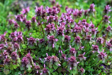 Obraz premium Wild deaf nettle purple, Lamium purpureum.