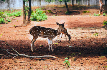 Visayan spotted deer, chital or axis deer standing on the muddy ground. Innocent spotted deers,...