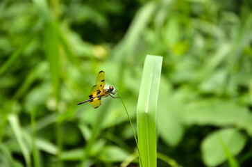 Beautiful rhyothemis variegate, common picture wing or variegate flutterer dragonfly sitting on the green grass in the forest. Closeup of rhyothemis Phyllis dragonfly resting on the grass.