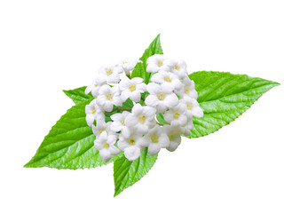 White lantana flower close-up with rosette of leaves isolated on white background, spring floral...