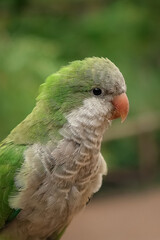 parrot on a tree