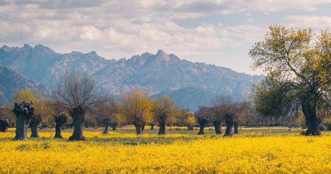 La Pedriza and Yelmo peak in Madrid Guadarrama National Park Sierra with beautiful green and yellow spring flowers field timelapse during blue sky day