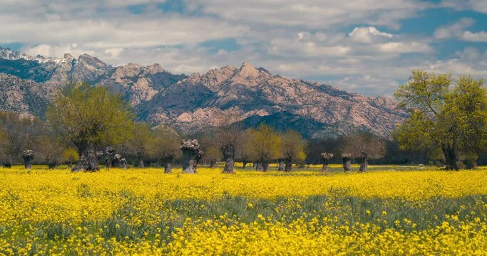 La Pedriza and Yelmo peak in Madrid Guadarrama National Park Sierra with beautiful green and yellow spring flowers field timelapse during blue sky and cloudy day