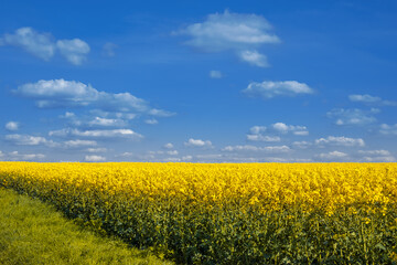 Obraz premium yellow rapeseed field and blue sky 