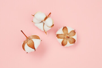 Three white cotton flowers on pastel pink background. Selective focus