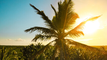 Coconut palm trees, beautiful tropical background