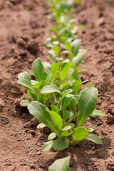 Young salad. Fresh green lettuce and arugula on a garden bed in greenhouses, Vegetable garden with raised beds