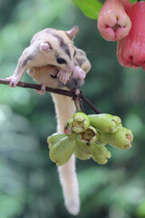 A mother sugar glider is eating water apple while nursing her two babies. This marsupial mammal has the scientific name Petaurus breviceps.