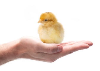 baby chicken in hand, symbol of innocence