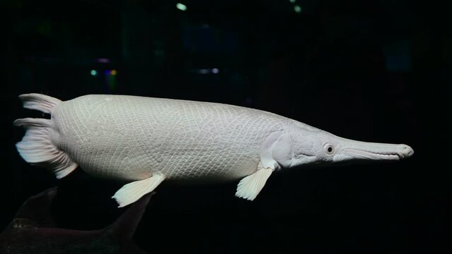 4K White alligator gar swimming in aquarium