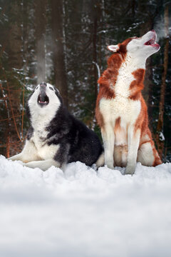 Steam from the mouths of howling husky dogs in winter cold forest. Vapor from the mouth.