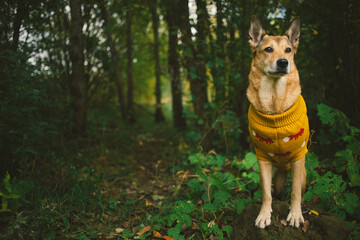 An animal in a sweater, on the street in a square. Autumn mood