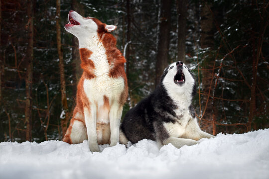 Two husky dogs up mouths of howling in winter cold forest.