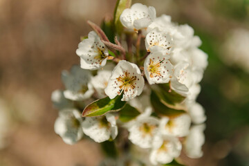 Fototapeta Wiosna w sadzie. Jest słoneczny dzień. Na rosnącej w sadzie gruszy gałęzie pokryte są białymi kwiatami, wśród których widać zielone liście. obraz
