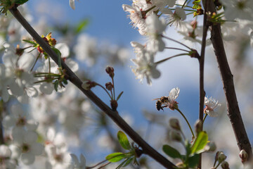 Wiosna w sadzie. Gałęzie drzew obsypane są białymi kwiatami. Wśród kwiatów widać pszczoły zbierające nektar i pyłek. - obrazy, fototapety, plakaty