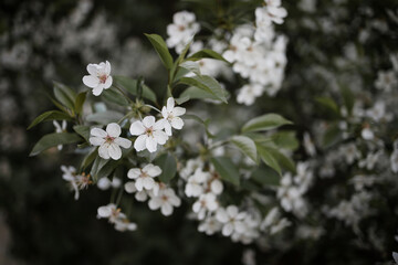 White beautiful flowers in the tree blooming in the early spring, backgroung blured.