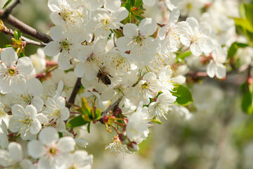 Wiosna w sadzie. Gałęzie drzew obsypane są białymi kwiatami. Wśród kwiatów widać pszczoły...