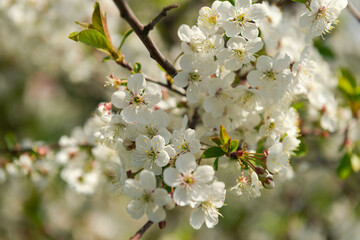 Wiosna w wiśniowym sadzie. Jest słoneczny dzień. Gałęzie drzew pokryte są białymi kwiatami, wśród których widać zielone liście. - obrazy, fototapety, plakaty
