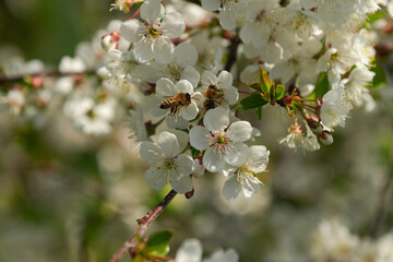 Wiosna w sadzie. Gałęzie drzew obsypane są białymi kwiatami. Wśród kwiatów widać pszczoły...