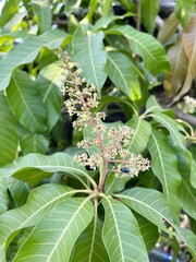 mango flower in nature garden