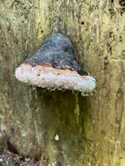 wet fungus on the tree in biosphere reserve 