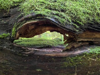 old tree with a hole and moss