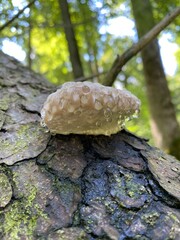 mushroom on a tree with drops
