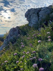 flowers on the cliff