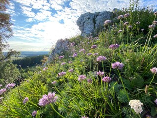 flowers on the hill
