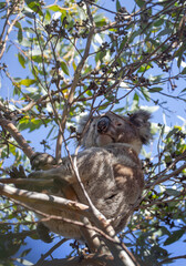 Koala is sitting on a branch, close-up, focus on nose and fur against blue sky background
