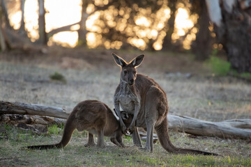 Two little cute wild kangaroos graze in the forest, stand among trees at sunset, Australia