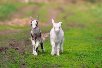 White goat in the garden eats young succulent grass, breeding goats.