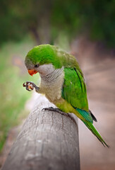 green parrot on a branch