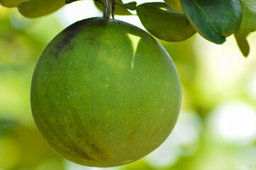 Close Up Fresh Warm View Citrus Maxima Or Pomelo Fruit Hanging On The Tree
