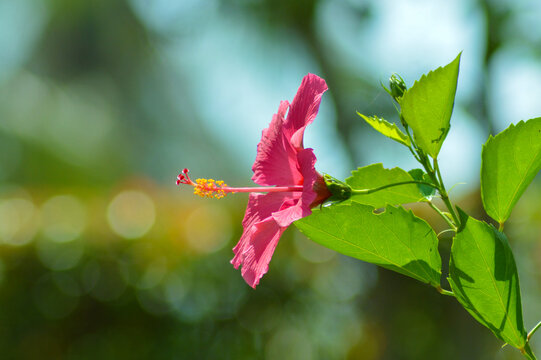 Close Up Side View Of Fresh Blooming Shoeblackplant Or Hibiscus Rosa-sinensis Flower