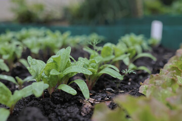 young greenery in the garden. Rows of green spinach, chard, lettuce on a garden bed. high quality photo