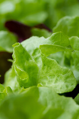 Primavera mediterranea 