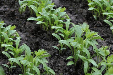 young greenery in the garden. Rows of green spinach, chard, lettuce on a garden bed. high quality photo
