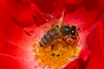 close up of bee collecting nectar inside red rose