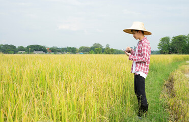 Naklejka na ściany i meble asian smart farmer in checkered shirt and wear hat using mobile phone follow yield of rice cultivation in the field in harvesting season,concept young farmer using technology to step up productivity