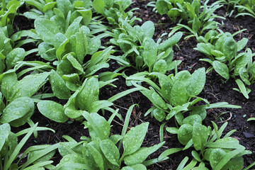 young greenery in the garden. Rows of green spinach, chard, lettuce on a garden bed. high quality photo