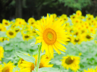 満開のひまわり　真夏の向日葵・元気パワーがでる暑いイメージ　背景素材　アジアの日本
