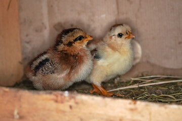 Two small chickens standing on straw in henhouse, closeup detail