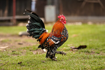 Small bantam chicken rooster with bright red comb and green tail, walking on green grass yard, view from side © Lubo Ivanko