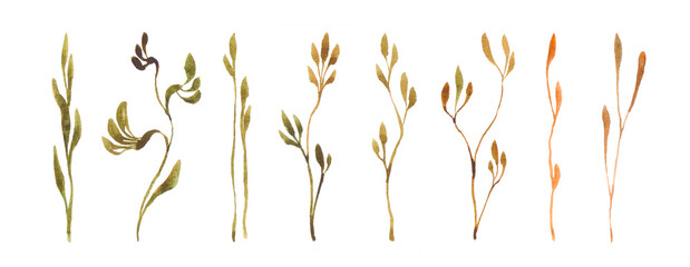 Botanical watercolor set. Herbarium of various plants on a white background. Freshly cut plants. Forest flowers, herbs, berries.