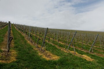 Fototapeta na wymiar Still empty vineyard under a cloudy spring sky, concept: end of winter, new life (horizontal), Oppenheim, RLP, Germany